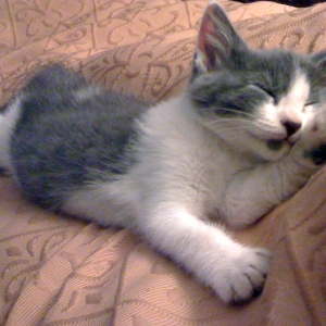Cat/Kitten at rest