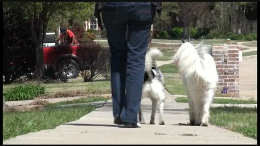 People walking their dogs