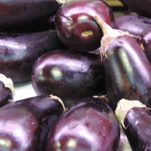 Eggplant