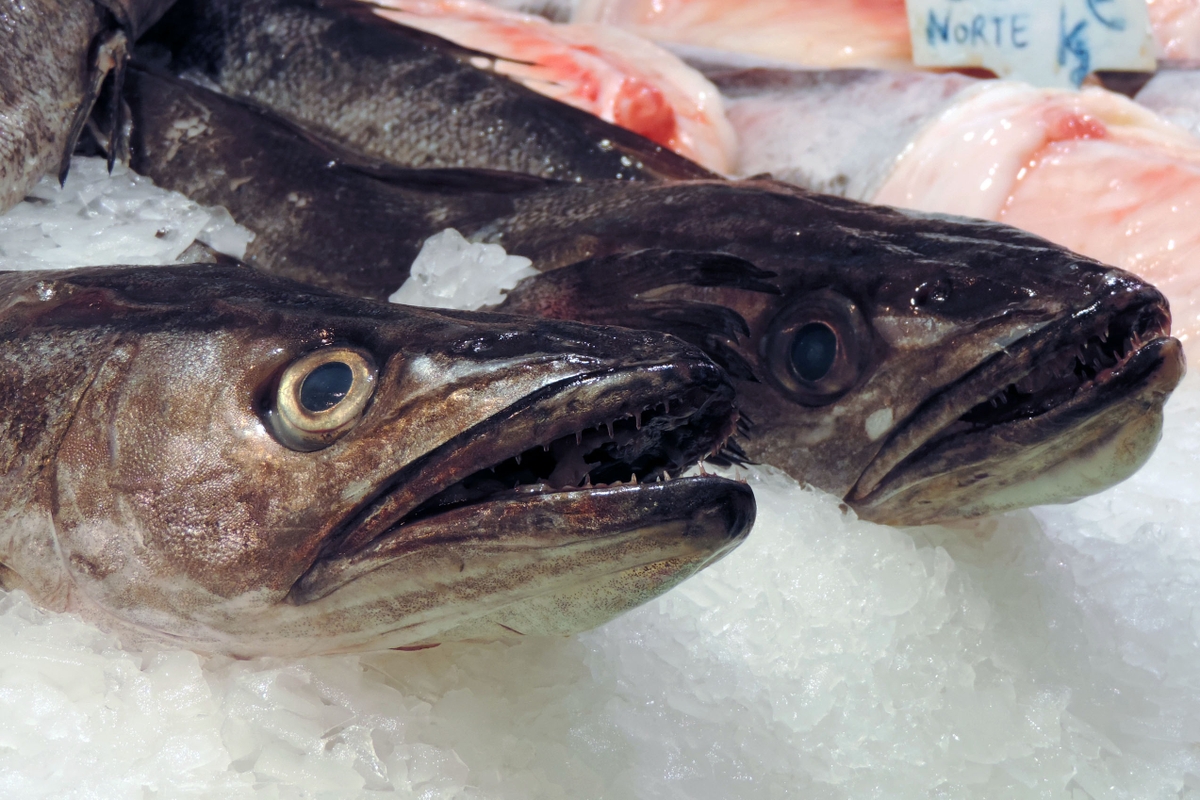 Fresh Fish