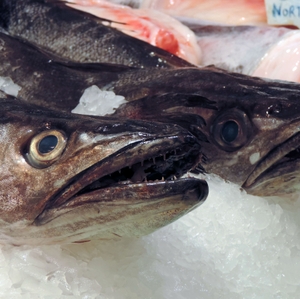 Fresh Fish