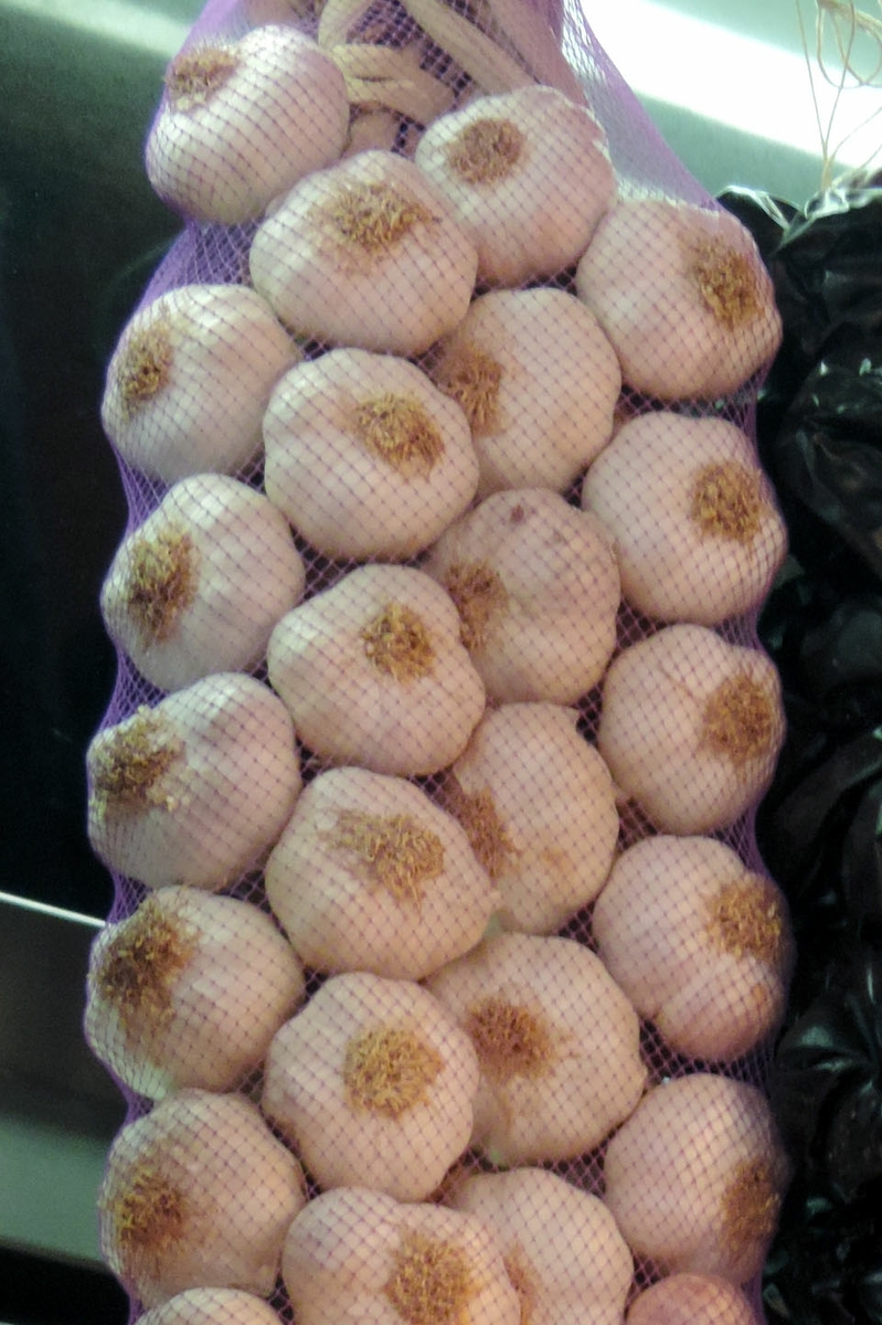 Garlic