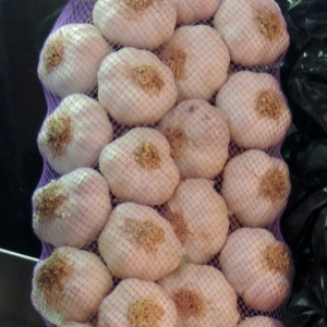 Garlic