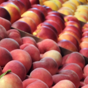Peaches and Nectarines