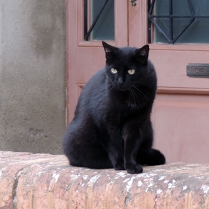 Cat outdoors
