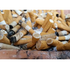 is tobacco native to north america Native Tobacco