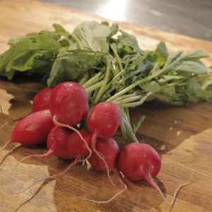 Radishes close up
