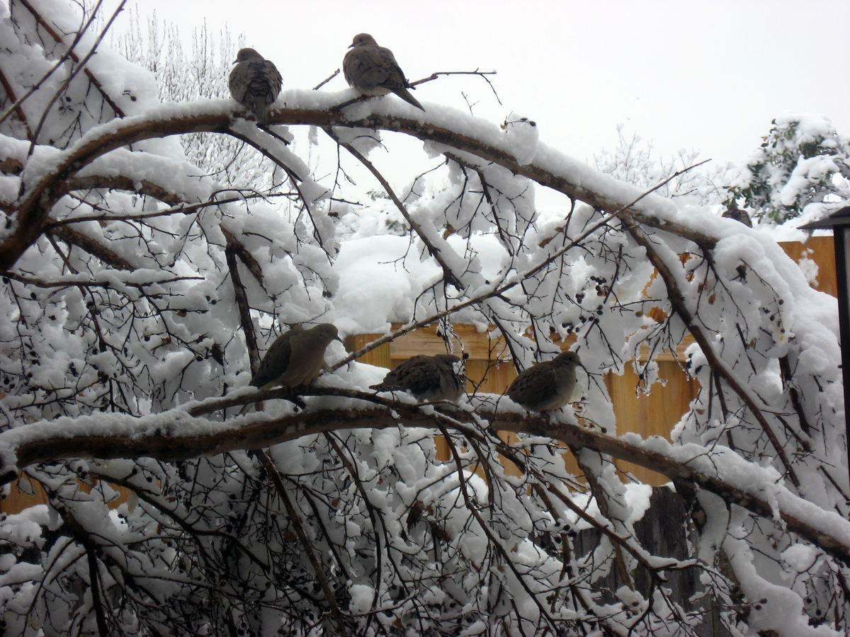 Winter Birds in Snow