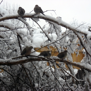 Winter Birds in Snow
