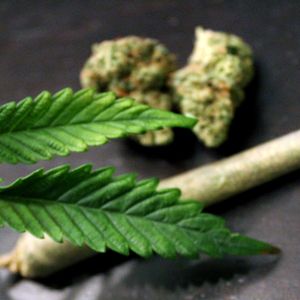 Marijuana (vertical)