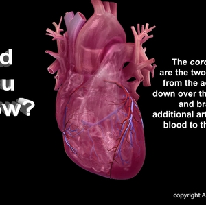 Coronary Artery Infographic