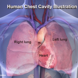 Heart and lungs Infographic