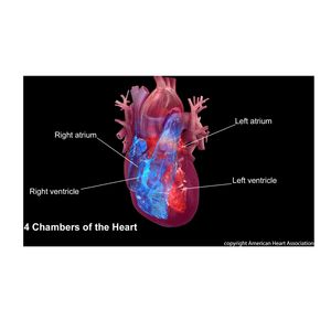 Blood thinners may prevent cognitive decline in older patients with atrial fibrillation 