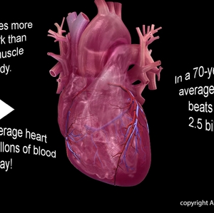 Heart facts Infographic