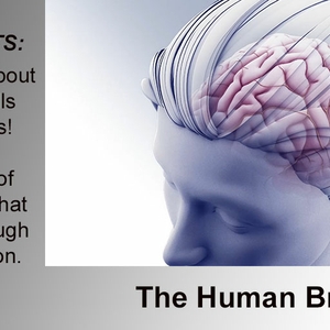 Brain Facts Infographic