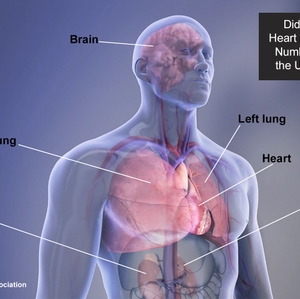 Organs in the body Infographic