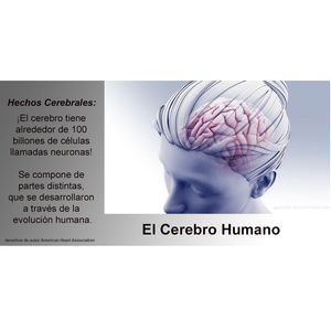 Dos tipos comunes de antidepresivos fueron seguros para la mayoría de los supervivientes de un derrame cerebral