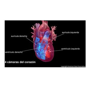 Las personas que nacen con defectos cardíacos congénitos ahora viven más tiempo y los desafíos evolucionan con el tiempo