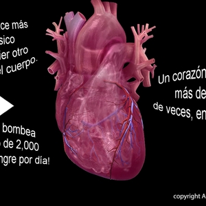 Heart facts - Spanish