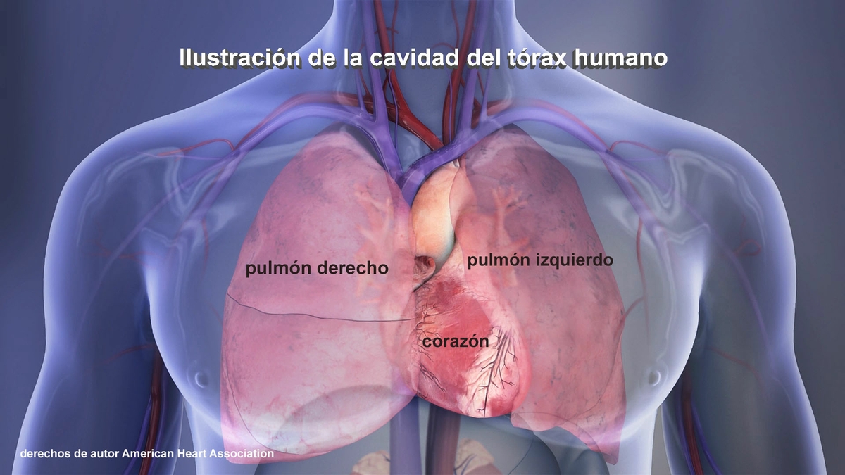 Heart and lungs - Spanish