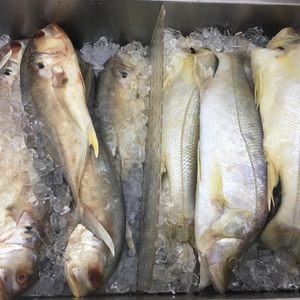 Fresh fish