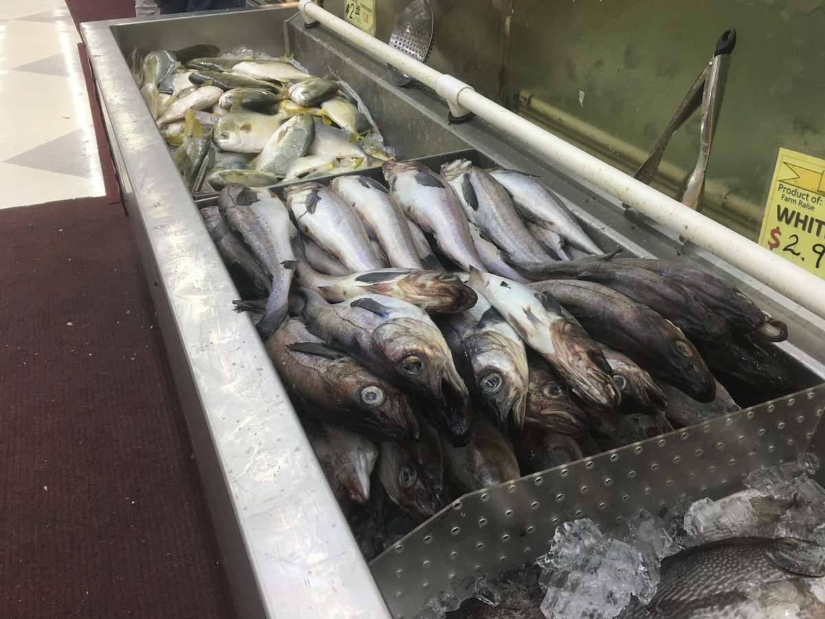 Fresh fish on ice
