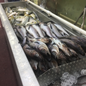 Fresh fish on ice