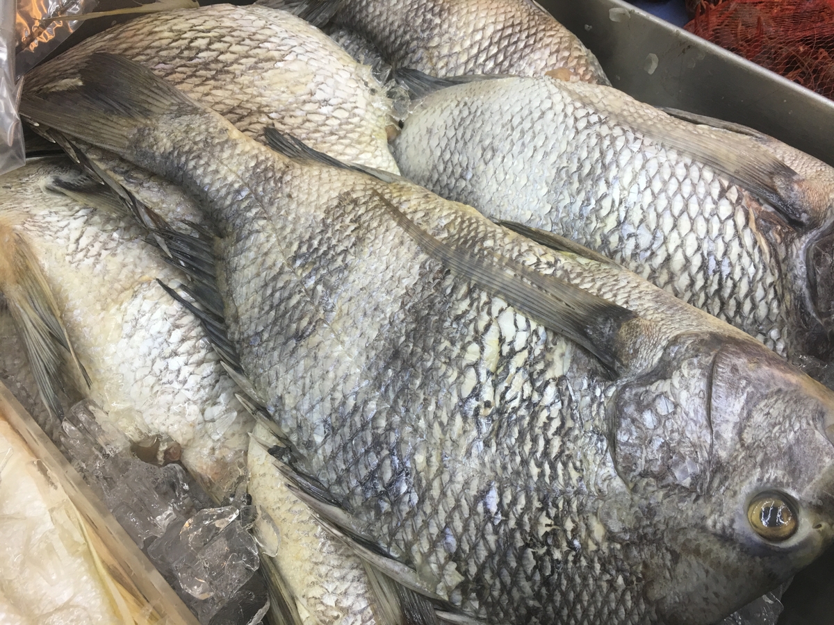Fish on ice 