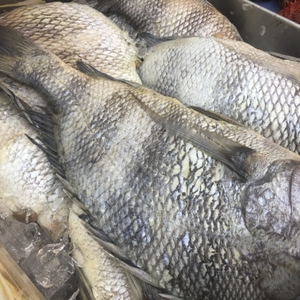 Fish on ice 