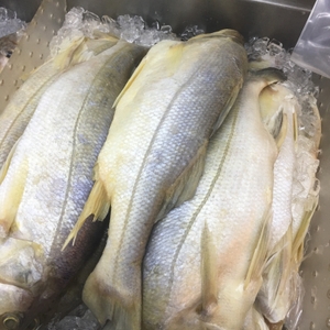 Fish on ice
