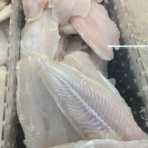Fish in market