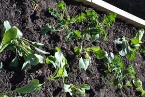 Teaching Gardens® program opens new round of grants to grow access to healthy foods