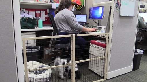 Dogs in the workplace