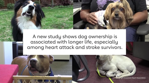 Dog ownership associated with longer life especially among heart attack and stroke survivors - video