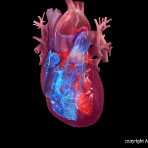 Avoid a Holiday Heart Attack or Stroke ANR