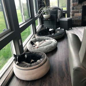 Dr. Arnett's pups relaxing