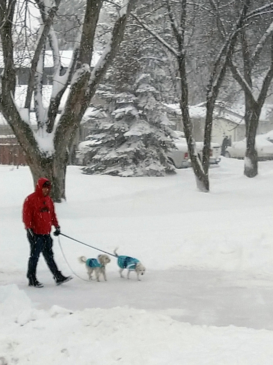 Walking dogs in the snow
