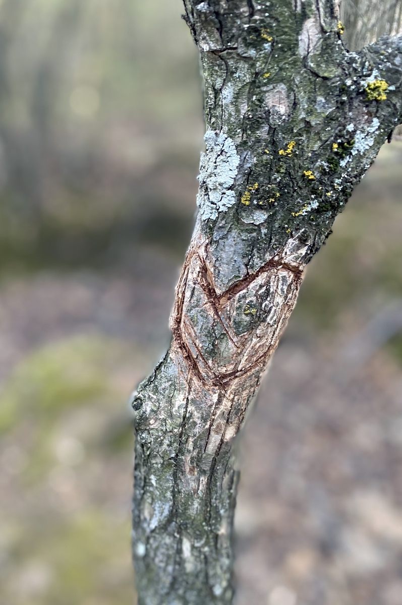 Heart carved on tree