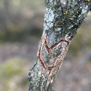 Heart carved on tree
