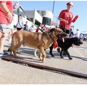 Heart Walk - Four Legged Walkers Welcome