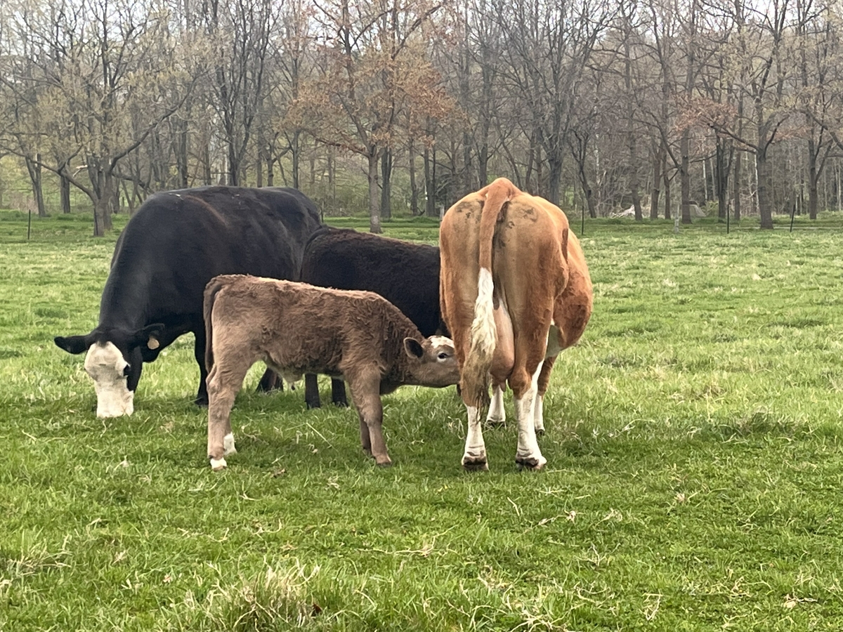 Group of cattle