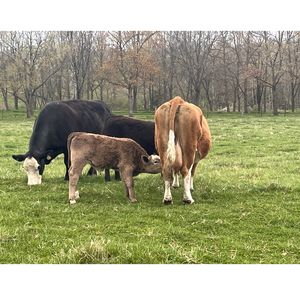 Group of cattle