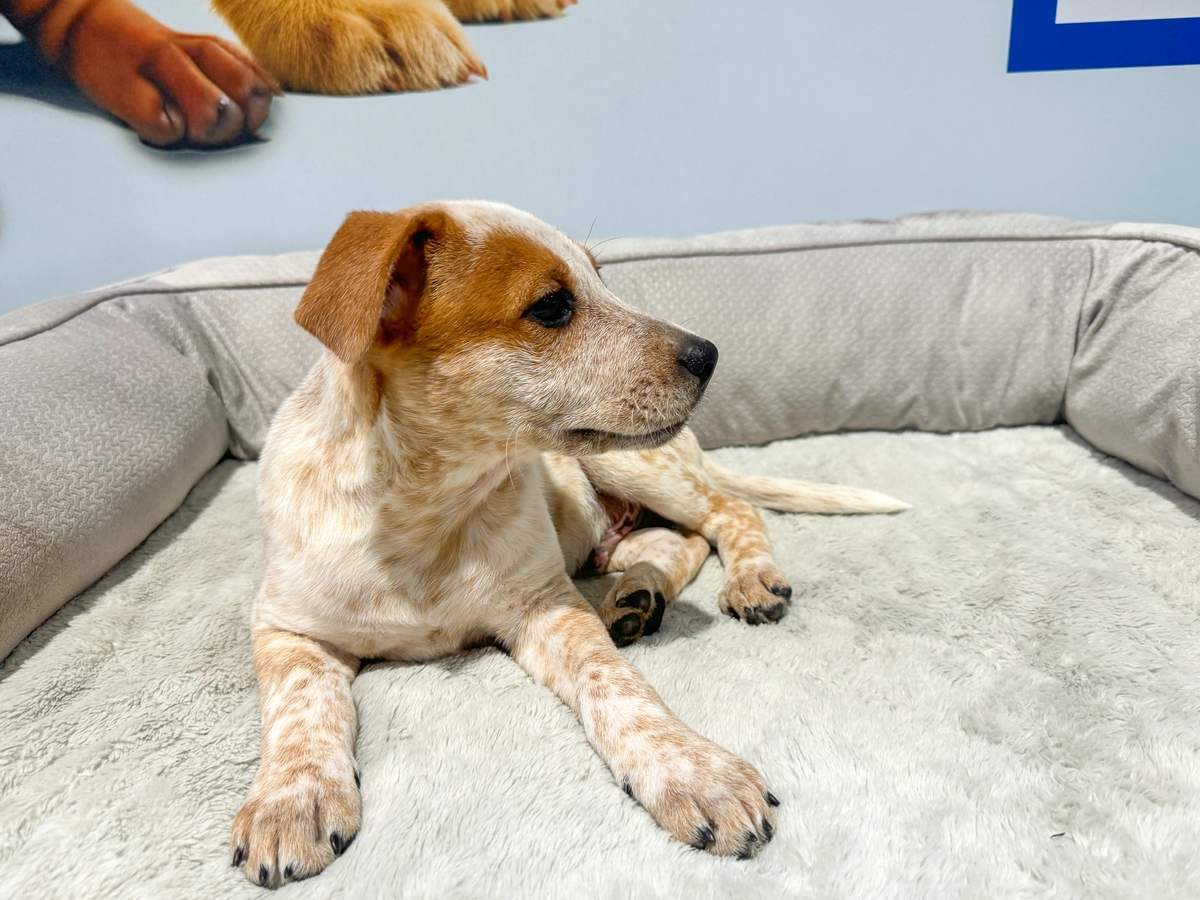 SS24 Puppy snuggle zone