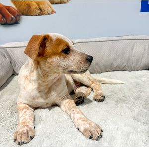 SS24 Puppy snuggle zone