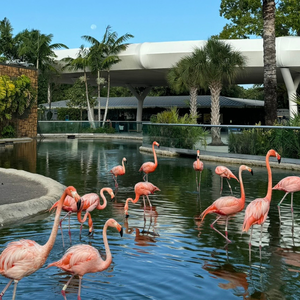 Flamingos at Zoo Miami