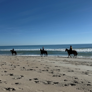 Horses and riders on the beach during the 2025 Beach Ride