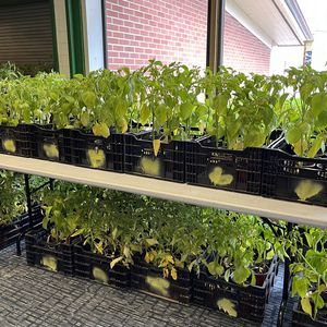 Crates of tomato starts - Agape