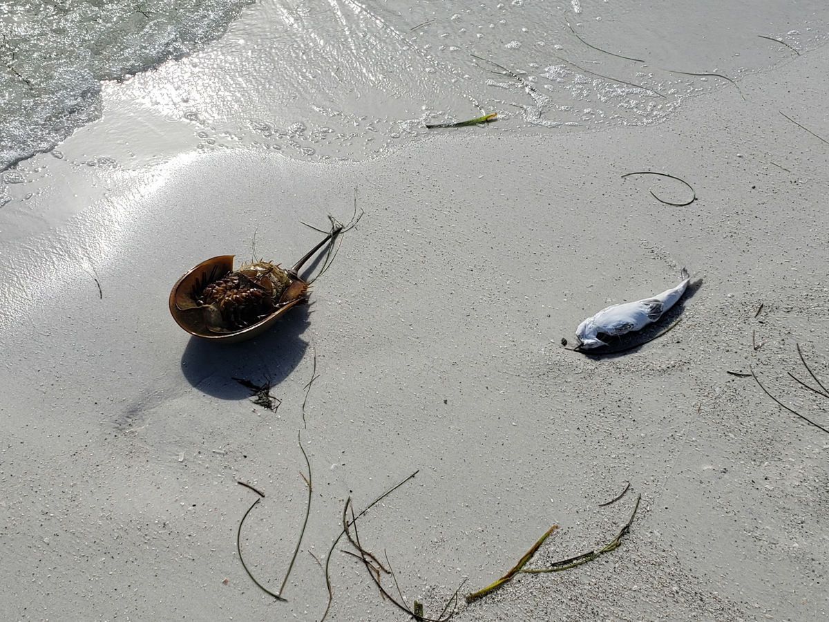 Beach pollution impact