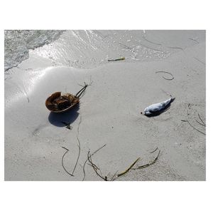 Living near an ocean polluted by microplastics may increase cardiometabolic disease risk  