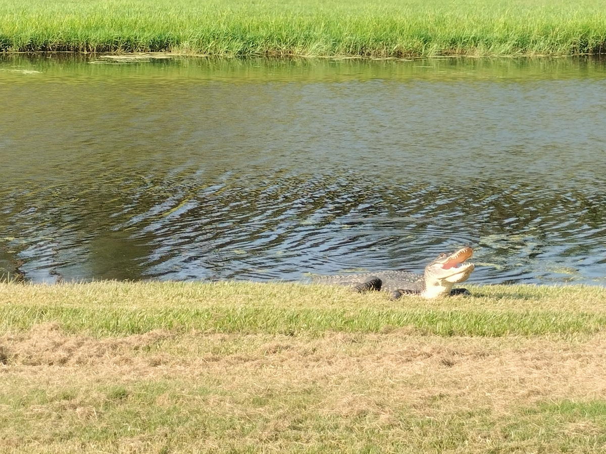 Gator on coastal waterway